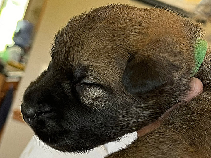 chinook puppy